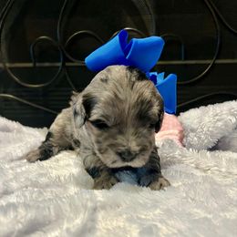 Dash - Blue merle male Aussiedoodle puppy in Midlothian, Texas from Gray Doodles