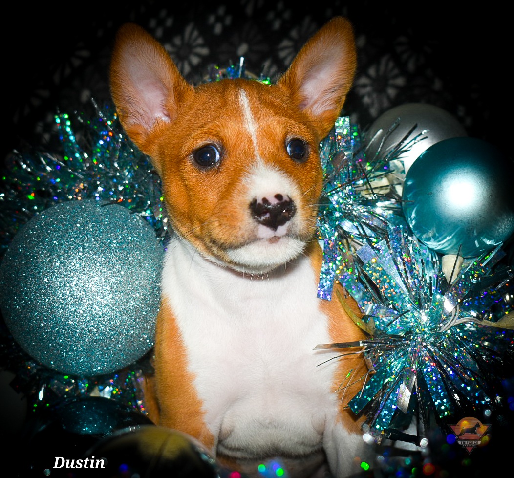 Dustin - Red and white male Basenji puppy in San Diego, California from Triforce Basenjis