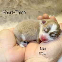 Heart-Throb - Lavender male Pomsky puppy in Denham Springs, Louisiana from Bayouland Pomskies