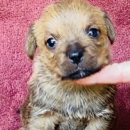 Anya's Boy - Red male Norfolk Terrier puppy in Bristol, Tennessee from Holston Hollow Farm