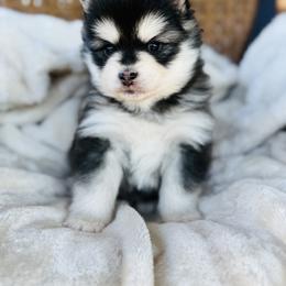 Bunz - Black and white male Pomsky puppy in Yavapai County, Arizona from Pawsh Pomskies