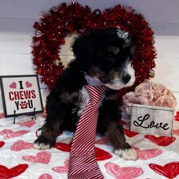Tom Petty - Tri-color male Bernedoodle puppy in Gilbert, Arizona from The Berne Barn... it’s a Doodle thing!