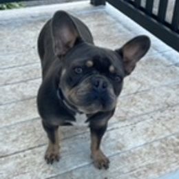 Scarlett Joe - French Bulldog