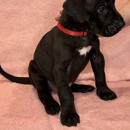 Great Dane Puppies from B3 Kennels