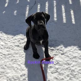 Female - Black female Great Dane puppy in North Branford, Connecticut from Rockin' Danes