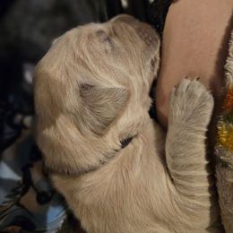 Girl 2 - Light golden female Golden Retriever puppy in Middleburg, Florida from Rise and Shine Goldens