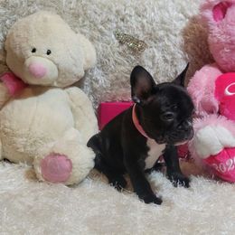 French Bulldog puppies from Prime_Frenchies