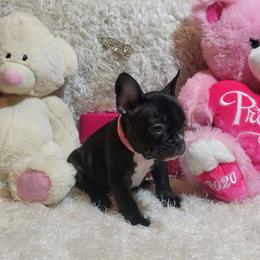 French Bulldog puppies from Prime_Frenchies
