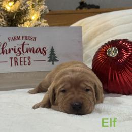 Elf - Yellow male Labrador Retriever puppy in Tigard, Oregon from Morrison Labrador Retreivers