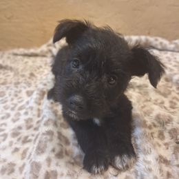 Delilah - Black female Miniature Schnauzer puppy in Warrenville, South Carolina from All Paws Pet Resort