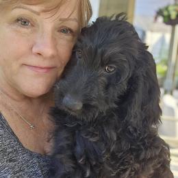 Dolly - Black female Double Doodle puppy in Jeddo, Michigan from Bert's Doodles