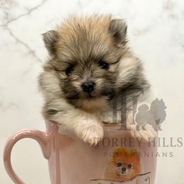 Christian - Orange parti male Pomeranian puppy in Redlands, California from Torrey Hills Poms