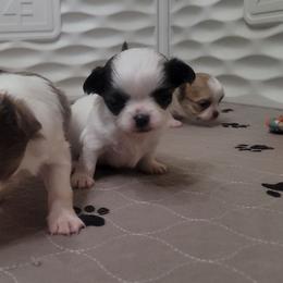 Oreo - Sable spotted white male Chihuahua puppy in Downey, Idaho from Seven Diamond Chihuahua's
