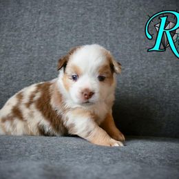 Miniature Australian Shepherd and Toy Australian Shepherd Puppies from Rhinestone Ranch