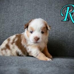 Miniature Australian Shepherd and Toy Australian Shepherd Puppies from Rhinestone Ranch