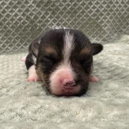 Dopey - Black and tan male Pembroke Welsh Corgi puppy in Stephenville, Texas from Rising JM Pembrokes