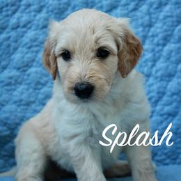 Splash - Cream male Aussiedoodle puppy in Kings Mountain, North Carolina from Champion Farms Doodles