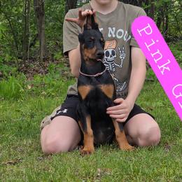 Pink Girl - Black and rust female Doberman Pinscher puppy in Knox, Indiana from Double River Dobermans