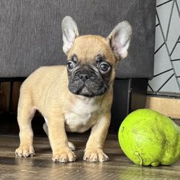 Mako - Fawn French Bulldog puppy in Stanchfield, Minnesota from Sunshine's French Bulldogs