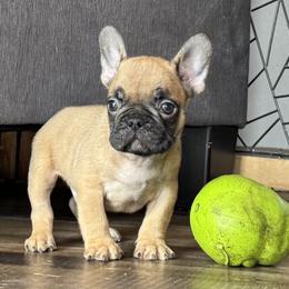 Mako - Fawn French Bulldog puppy in Stanchfield, Minnesota from Sunshine's French Bulldogs
