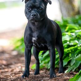 Staffordshire Bull Terrier All Grown Up from Theatric Staffords