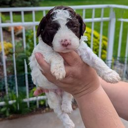 Boy 1 - White male Lagotto Romagnolo puppy in Chicago, Illinois from Midwest Lagotto Romagnolo
