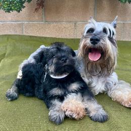 Giant Schnauzer and Miniature Schnauzer Puppies from My Angel Schnauzers