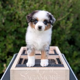 Coriander - Blue merle female Miniature American Shepherd puppy in Minnesota from Sagamore Miniature American Shepherds