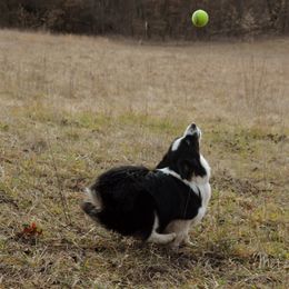Pembroke Welsh Corgi All Grown Up from Metzger Homestead