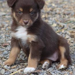 Australian Shepherd Puppies from BeachinAussies