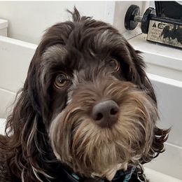 Fidget - Australian Labradoodle
