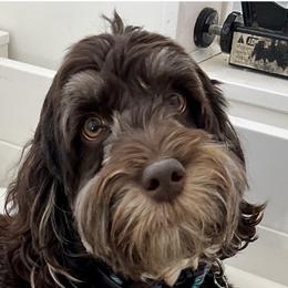 Fidget - Australian Labradoodle