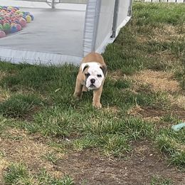 Bulldog All Grown Up from Chrissy Wilkerson's Bulldogs
