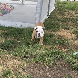 Bulldog All Grown Up from Chrissy Wilkerson's Bulldogs