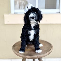 Luna - Black female Goldendoodle puppy in Miami, Florida from Jade’s Paws & Co. Of Miami LLC