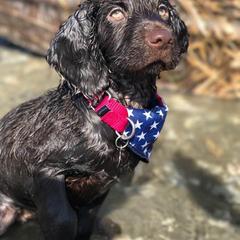 Boykin Spaniel Puppies from Indian Field Boykins