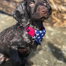 Boykin Spaniel Puppies from Indian Field Boykins