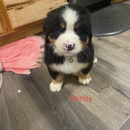 Bernese Mountain Dog Puppies from Blue Ridge Bernese