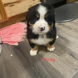 Bernese Mountain Dog Puppies from Blue Ridge Bernese