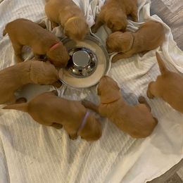 Golden Retriever Puppies from Mountain View Farms - World Class Golden Retrievers