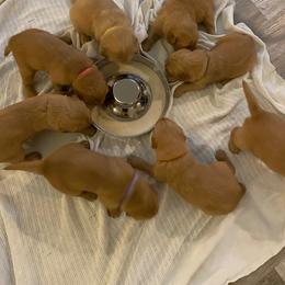 Golden Retriever Puppies from Mountain View Farms - World Class Golden Retrievers