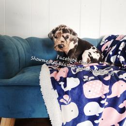 Yellow Collar - Harlequin female Great Dane puppy in Alton, Illinois from Show Me Great Danes and Basset Hounds