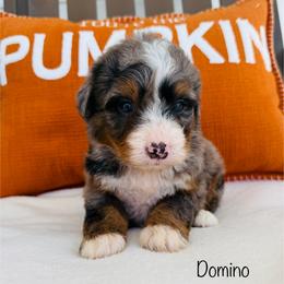 Domino - Tri-color male Bernedoodle puppy in Auburn, Indiana from Martin’s Doodles