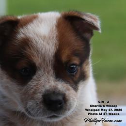 Charlie Girl 2 - Red speckled female Australian Cattle Dog puppy in Point, Texas from Lakylu Kennels