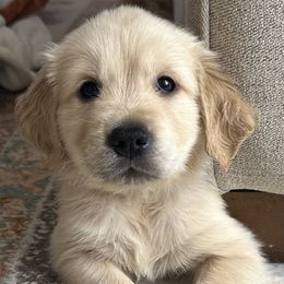 Golden Retriever Puppies from Loposky Goldens