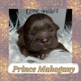 Prince Mahogany - Chocolate male Shih Tzu puppy in Coolidge, Arizona from Shih Tzu’s  ‘N’ Love