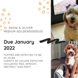 Goldendoodle Puppies from Woodstock Doodles, LLC