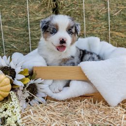 Gunner - Blue merle male Australian Shepherd puppy in Madera, California from Sweet Meadow Farms
