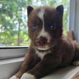 Bark - Brown and white male Siberian Husky puppy in Addison, Michigan from Gray Run Siberian Huskies