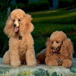 Poodles from Showcase Miniature Poodles